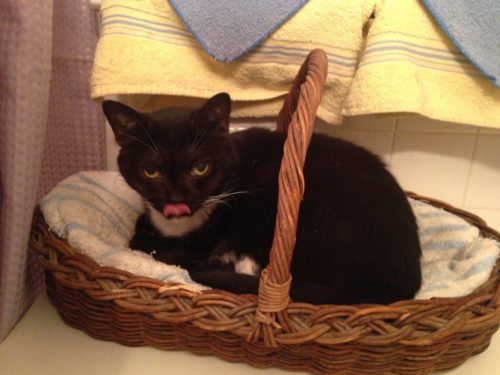 cat-basket-tongue