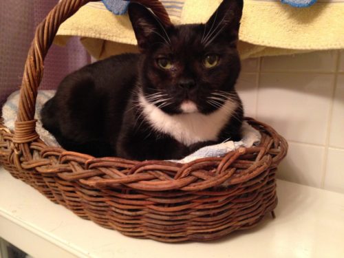 cat-basket
