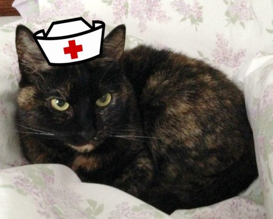 cat-nurse