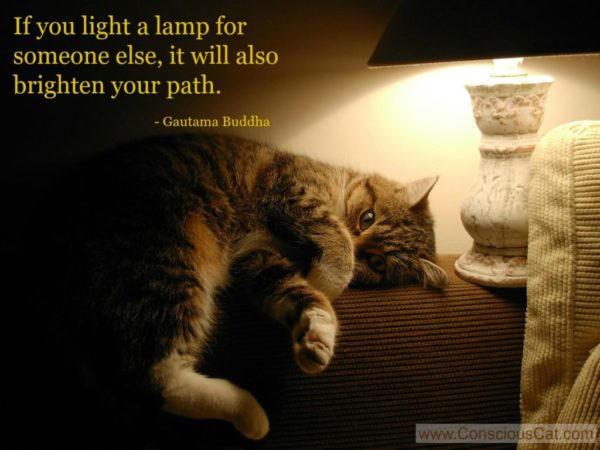 cat-lamp