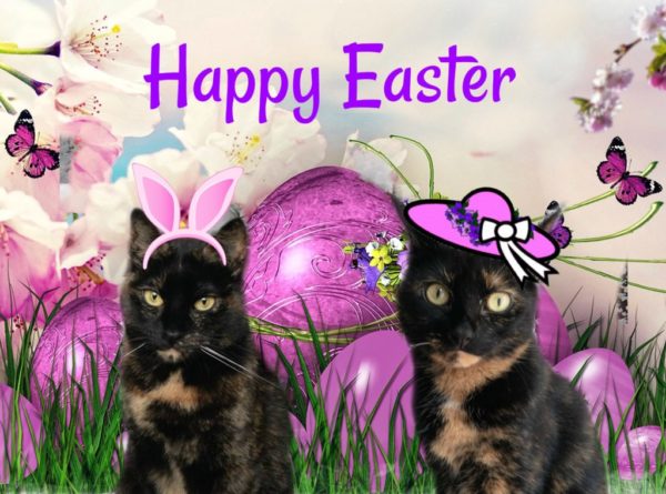 easter-cats