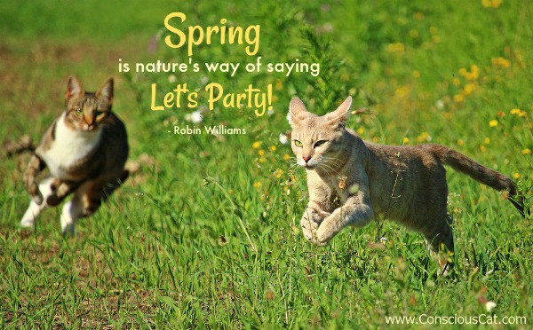 spring-cats