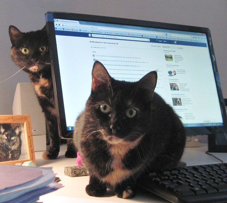 cats-computer
