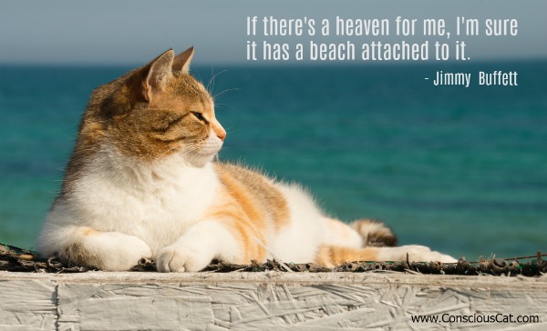 beach-cat