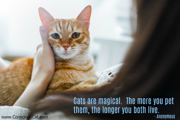 magical-cats