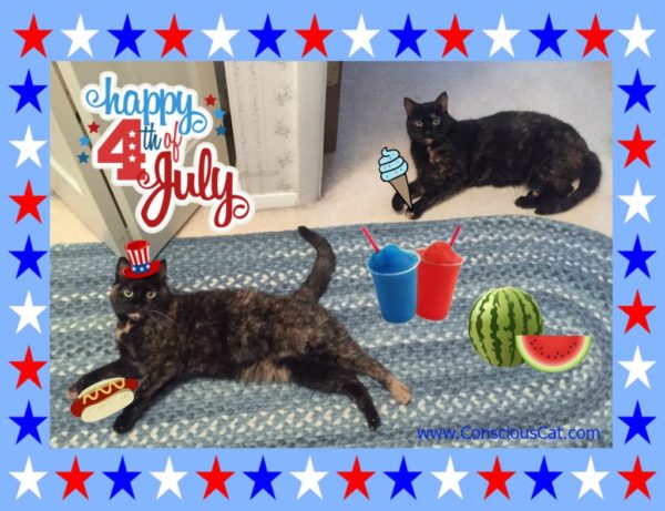 4th-of-july-cats