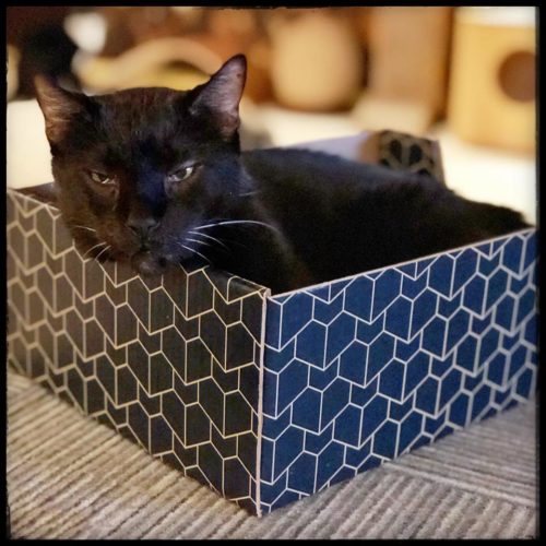 black-cat-box