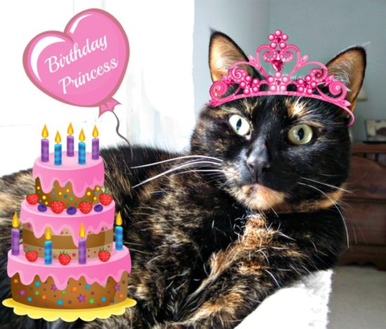 allegra-cat-birthday