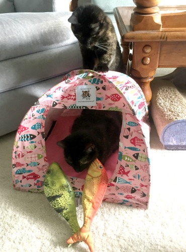 cat-tent