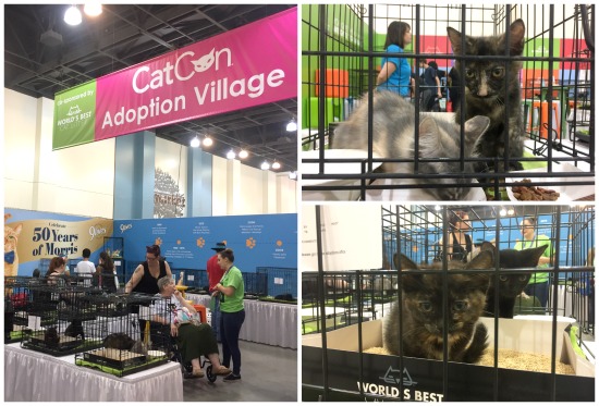 Catcon-adoption-village