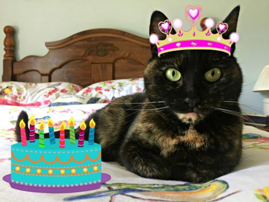 birthday-cat