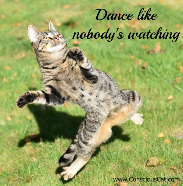 dance-cat