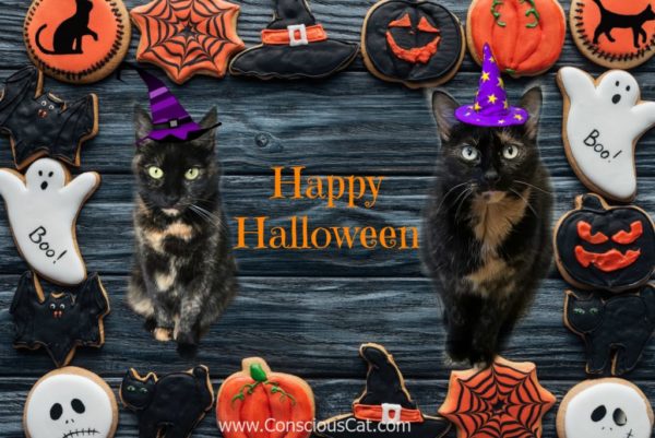 halloween-cats