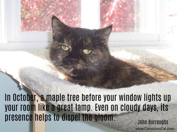maple-tree-cat