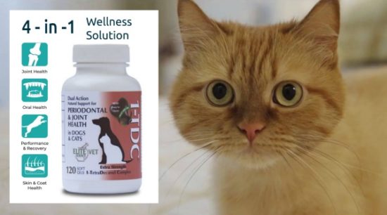 1tdc-wellness-solution-cat