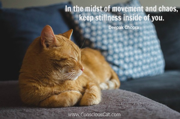 stillness-cat