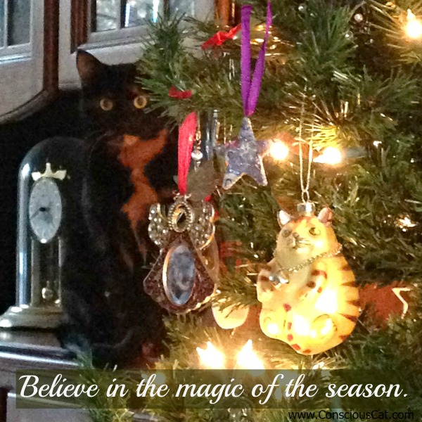 cat-christmas-tree-believe