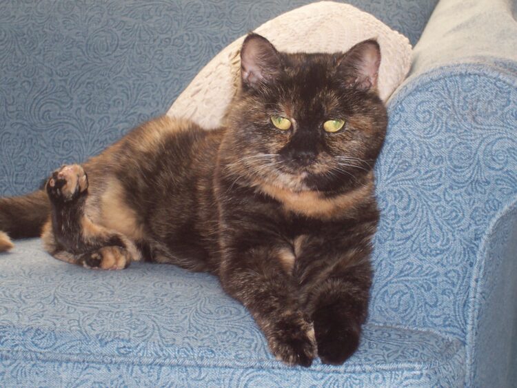 Buckley-loveseat