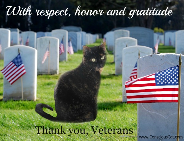 veterans-day-cat