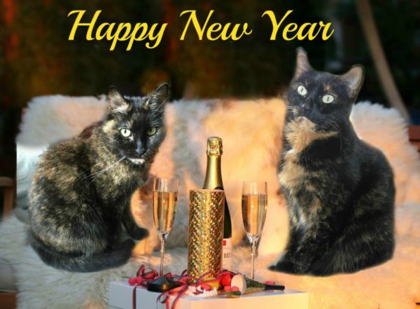 happy-new-year-cats