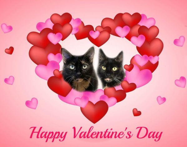 valentines=day-cats
