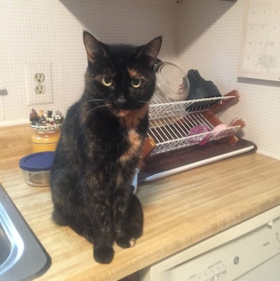 cat-in-kitchen