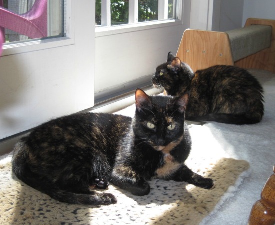 tortoiseshell-cats-sun