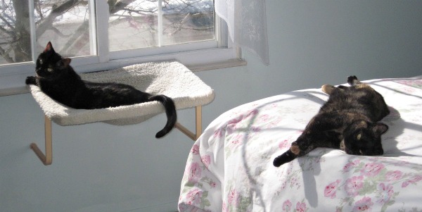 cats-in-sunny-room