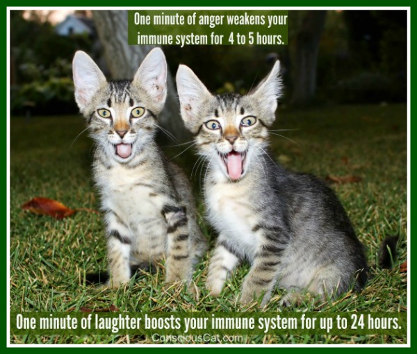 laughter-cats