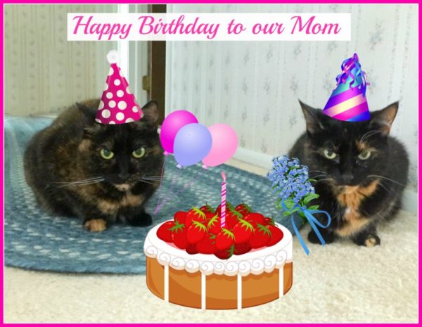 tortoiseshell-cats-birthday-cake
