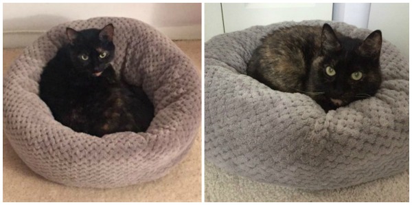 donut-cat-bed