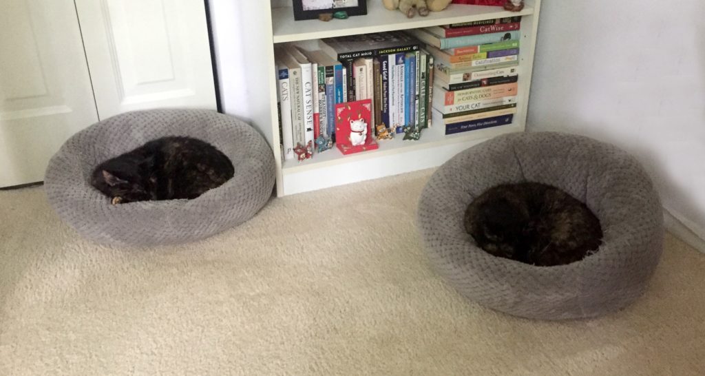 cat-beds