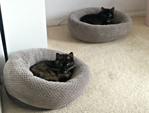 donut-cat-beds
