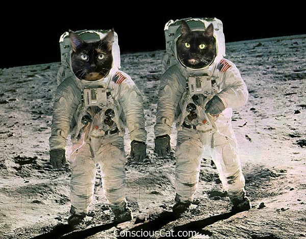 cat-astronauts-apollo-11-moon-landing