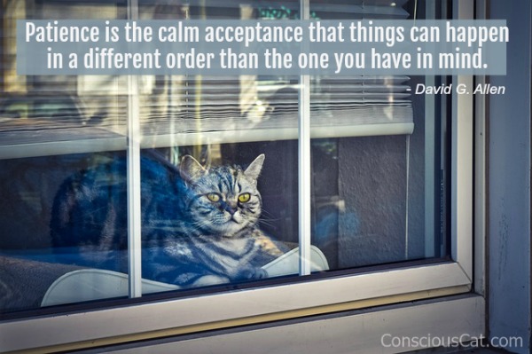 patience-cat-quote