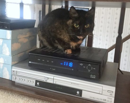cat-cable-box