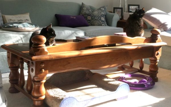 tortoiseshell-cats-on-table