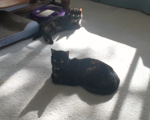 cats-in-the-sun