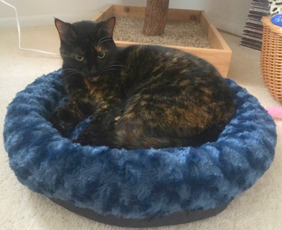 heated-cat-bed