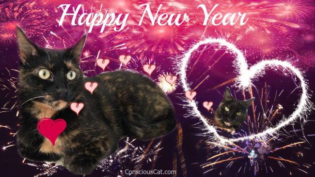 new-year-cats