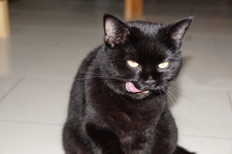 black-cat-eating