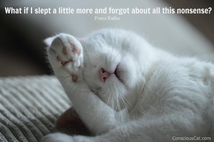 white-cat-sleeping