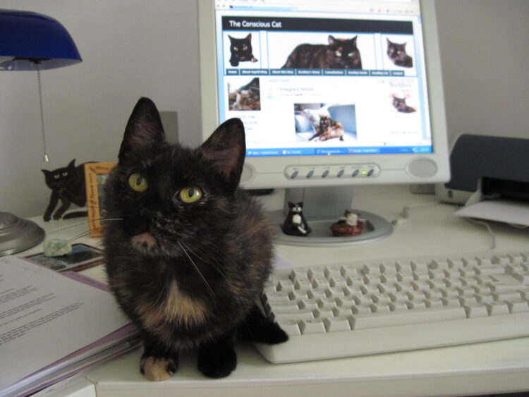 Ruby-kitten-desk-computer