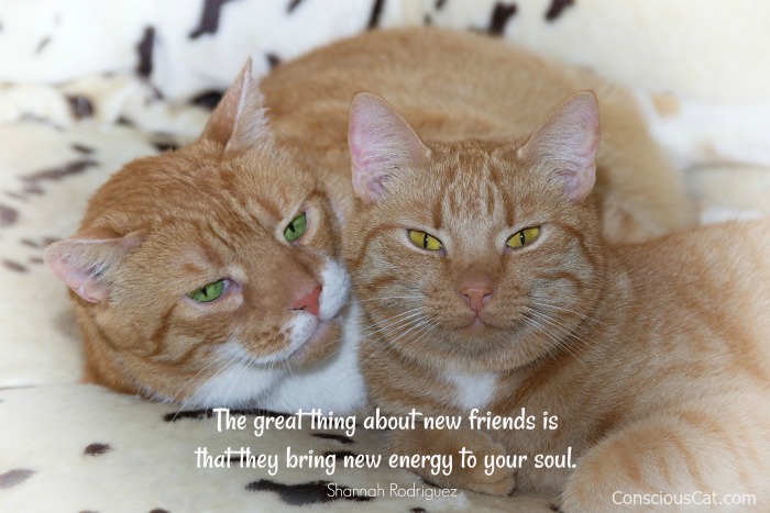 new-friends-new-energy