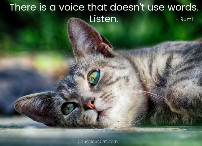 voice-listen-rumi-cat