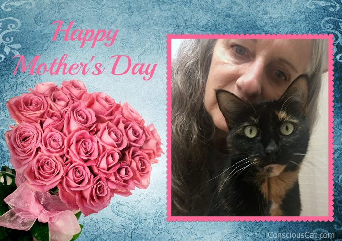 mothers-day-cat