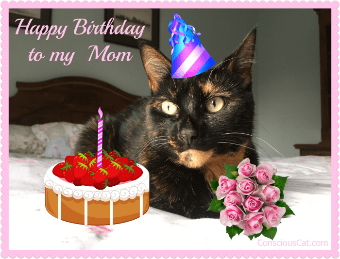 birthday-cat