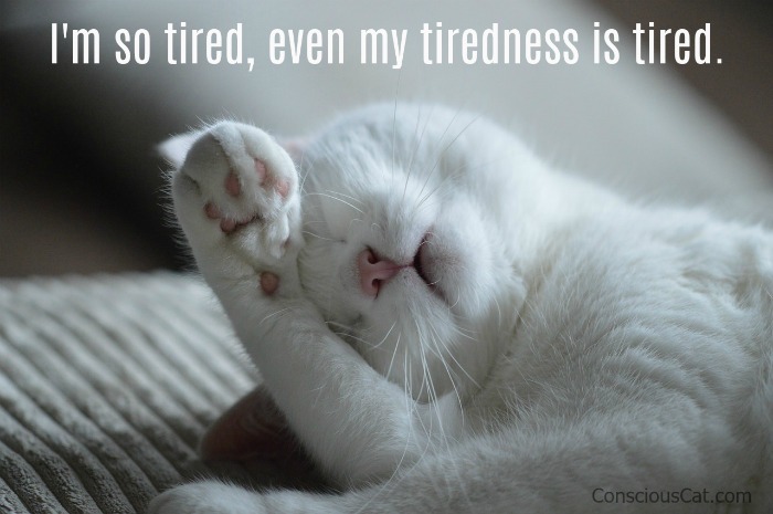cat-sleeping-tired