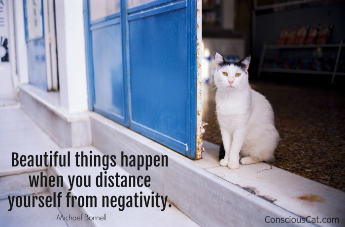 beautiful-cat-distance-negativity