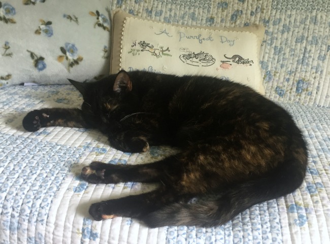 cat-quilt-nap